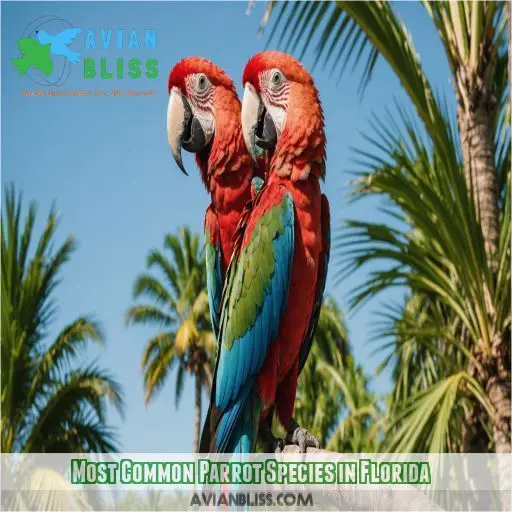 Most Common Parrot Species in Florida