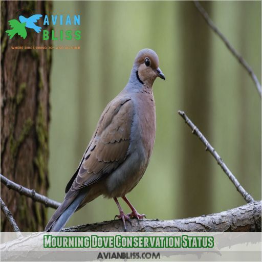 Mourning Dove Conservation Status