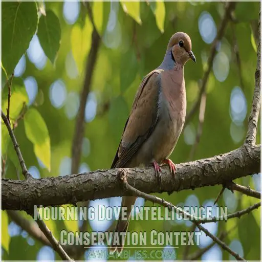 Mourning Dove Intelligence in Conservation Context