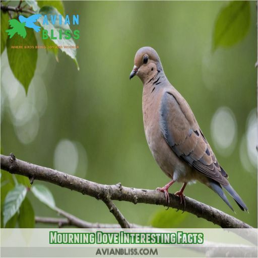 Mourning Dove Interesting Facts