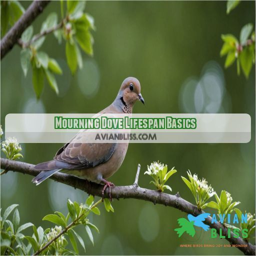 Mourning Dove Lifespan Basics