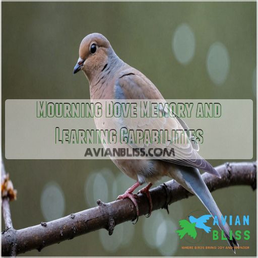 Mourning Dove Memory and Learning Capabilities