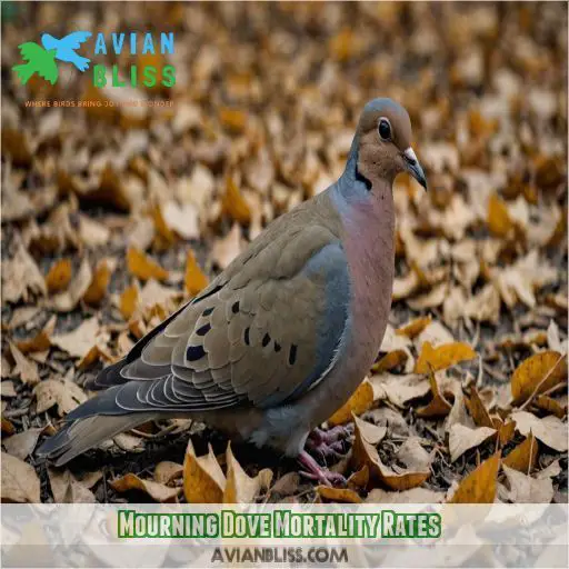 Mourning Dove Mortality Rates