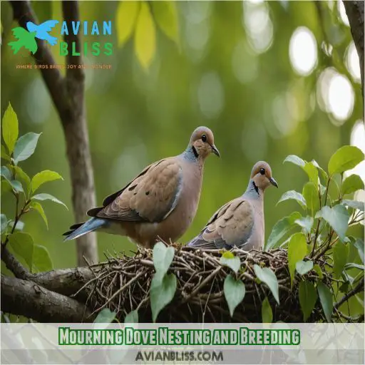 Mourning Dove Nesting and Breeding