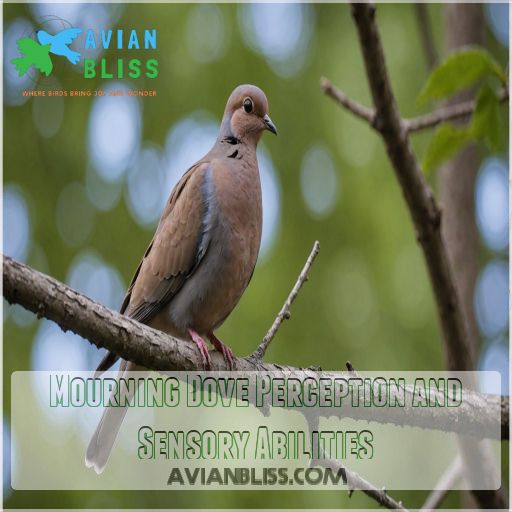 Mourning Dove Perception and Sensory Abilities