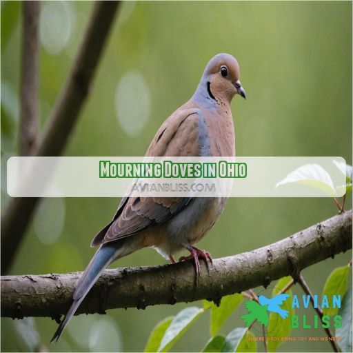 Mourning Doves in Ohio