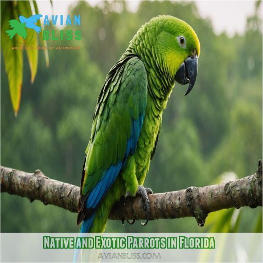 Native and Exotic Parrots in Florida