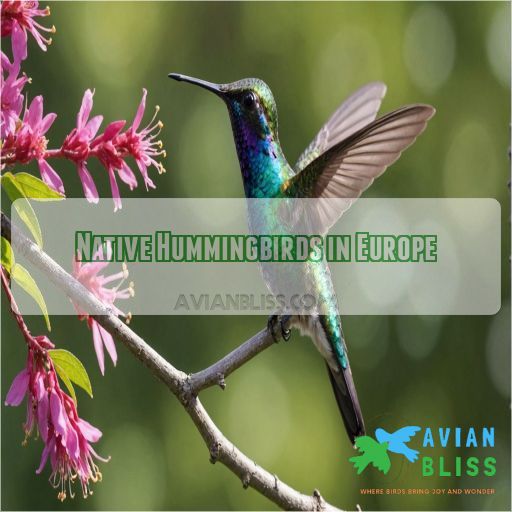 Native Hummingbirds in Europe