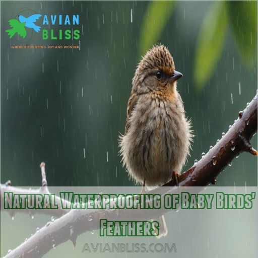 Natural Waterproofing of Baby Birds