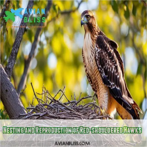 Nesting and Reproduction of Red-shouldered Hawks