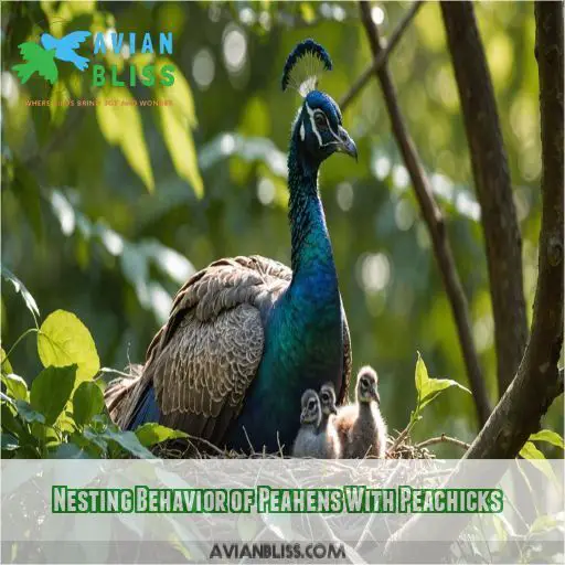 Nesting Behavior of Peahens With Peachicks