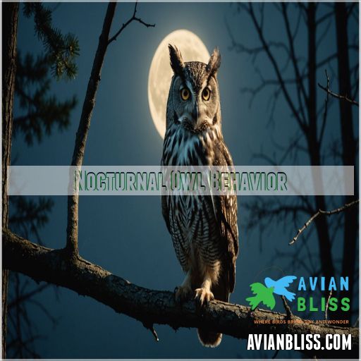 Nocturnal Owl Behavior