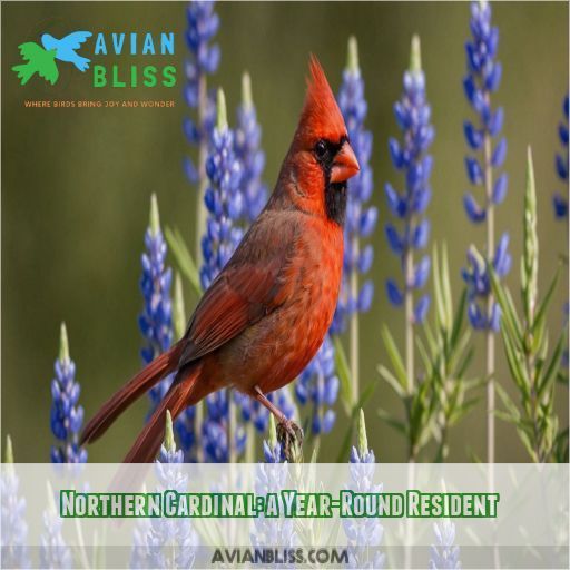 Northern Cardinal: a Year-Round Resident