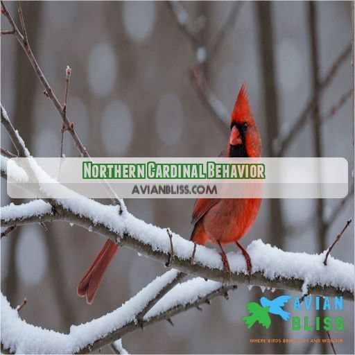 Northern Cardinal Behavior