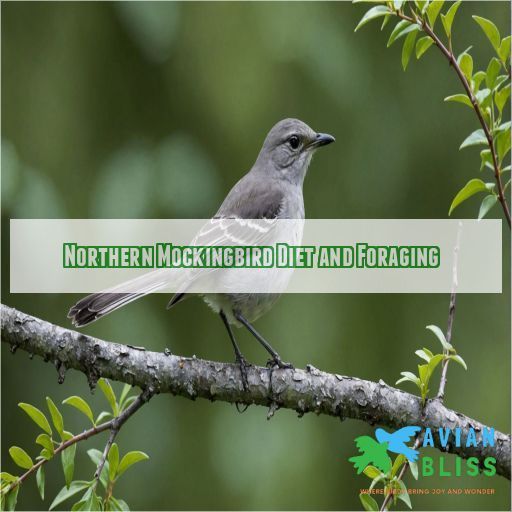 Northern Mockingbird Diet and Foraging