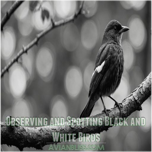 Observing and Spotting Black and White Birds