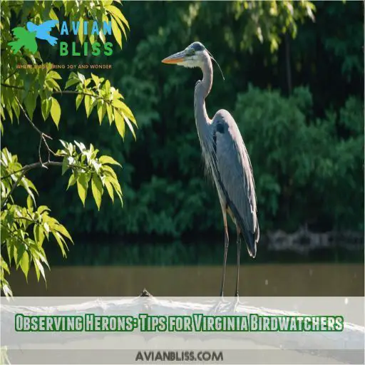 Observing Herons: Tips for Virginia Birdwatchers