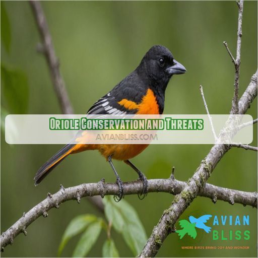 Oriole Conservation and Threats