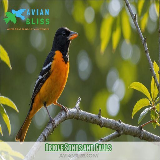 Oriole Songs and Calls