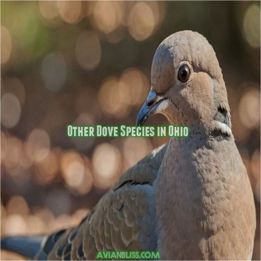 Other Dove Species in Ohio