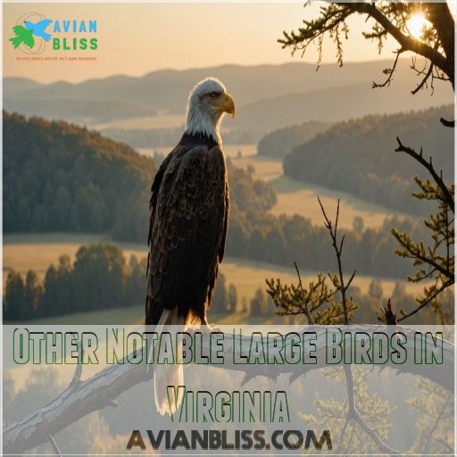 Other Notable Large Birds in Virginia