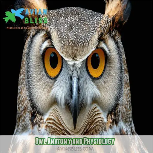 Owl Anatomy and Physiology