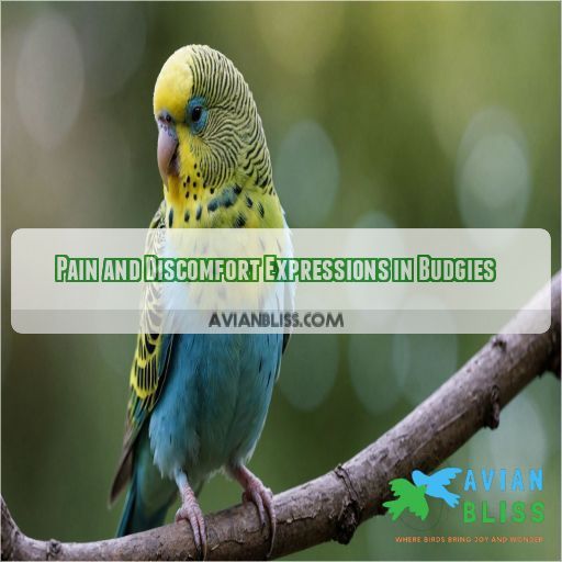 Pain and Discomfort Expressions in Budgies