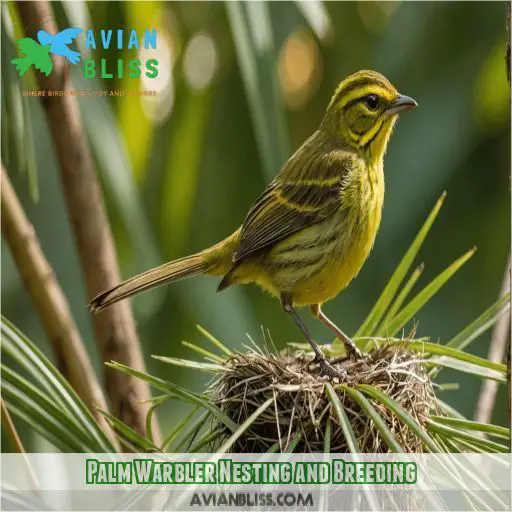 Palm Warbler Nesting and Breeding