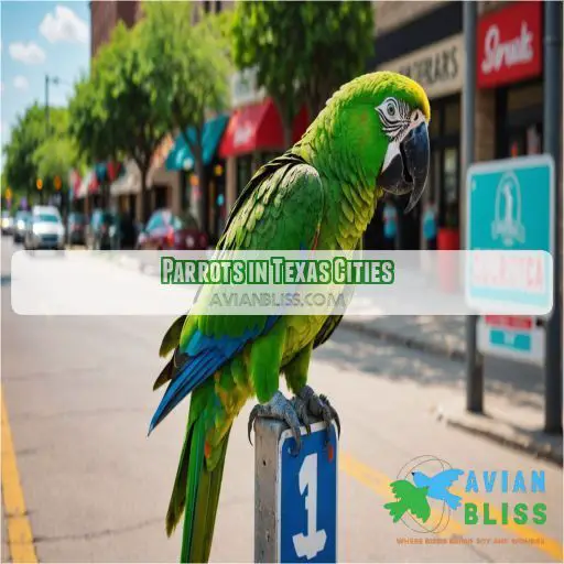 Parrots in Texas Cities