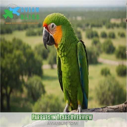 Parrots in Texas Overview