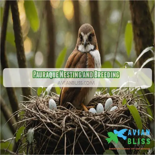 Pauraque Nesting and Breeding