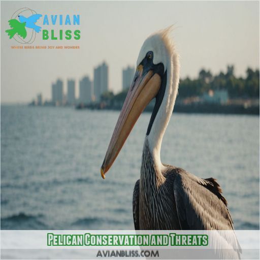 Pelican Conservation and Threats