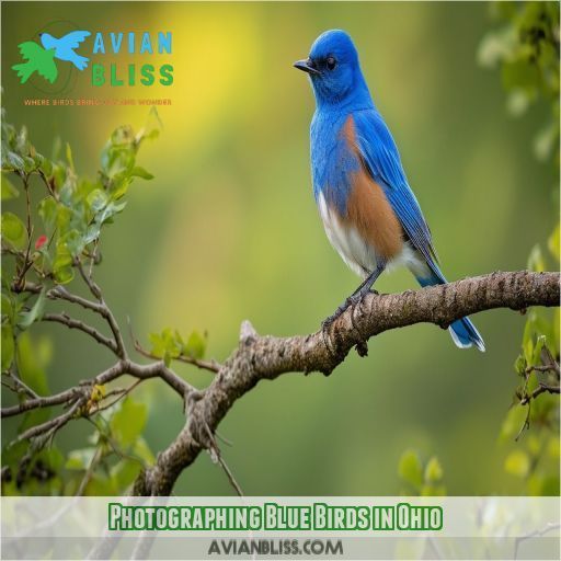 Photographing Blue Birds in Ohio