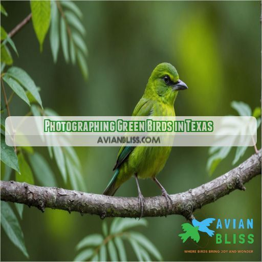 Photographing Green Birds in Texas