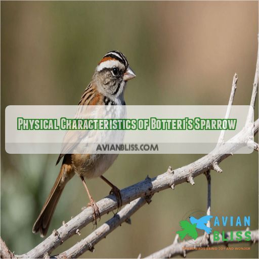 Physical Characteristics of Botteri