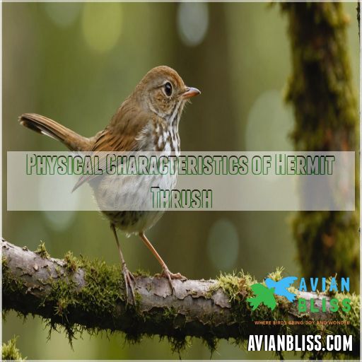 Physical Characteristics of Hermit Thrush