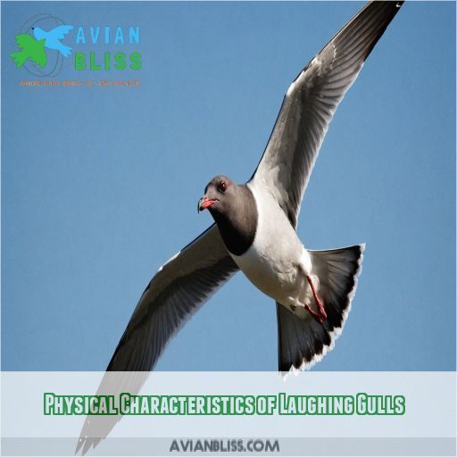 Physical Characteristics of Laughing Gulls