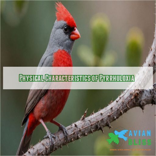 Physical Characteristics of Pyrrhuloxia