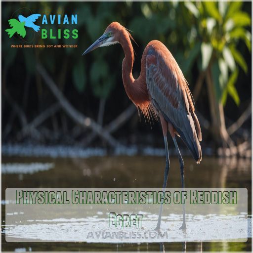 Physical Characteristics of Reddish Egret