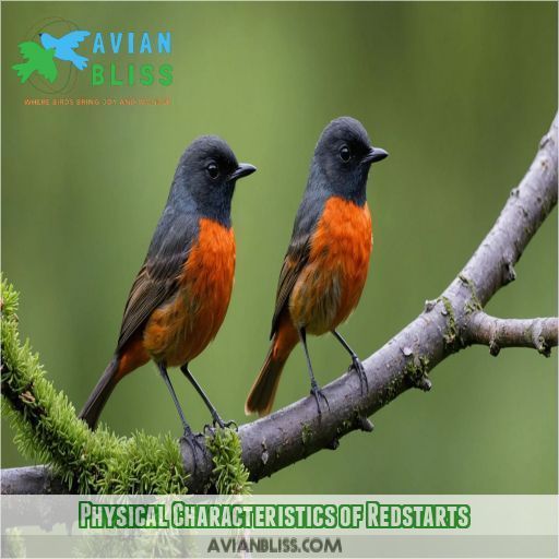 Physical Characteristics of Redstarts