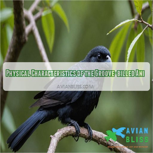 Physical Characteristics of the Groove-billed Ani