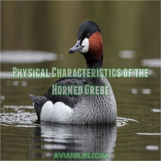 Physical Characteristics of the Horned Grebe