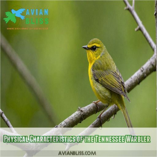 Physical Characteristics of the Tennessee Warbler