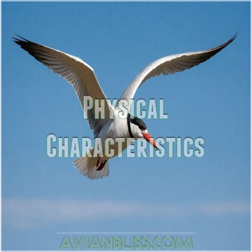 Physical Characteristics