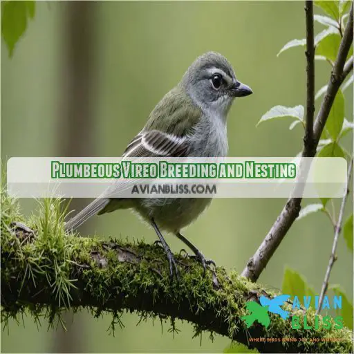 Plumbeous Vireo Breeding and Nesting