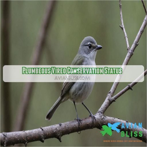 Plumbeous Vireo Conservation Status