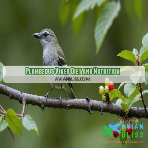 Plumbeous Vireo Diet and Nutrition