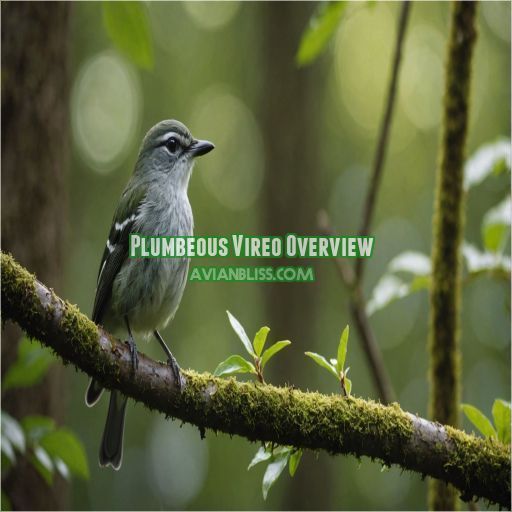 Plumbeous Vireo Overview