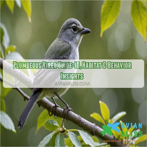 plumbeous vireo