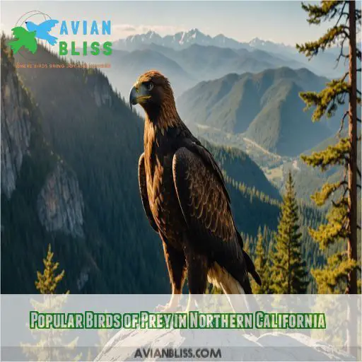 Popular Birds of Prey in Northern California